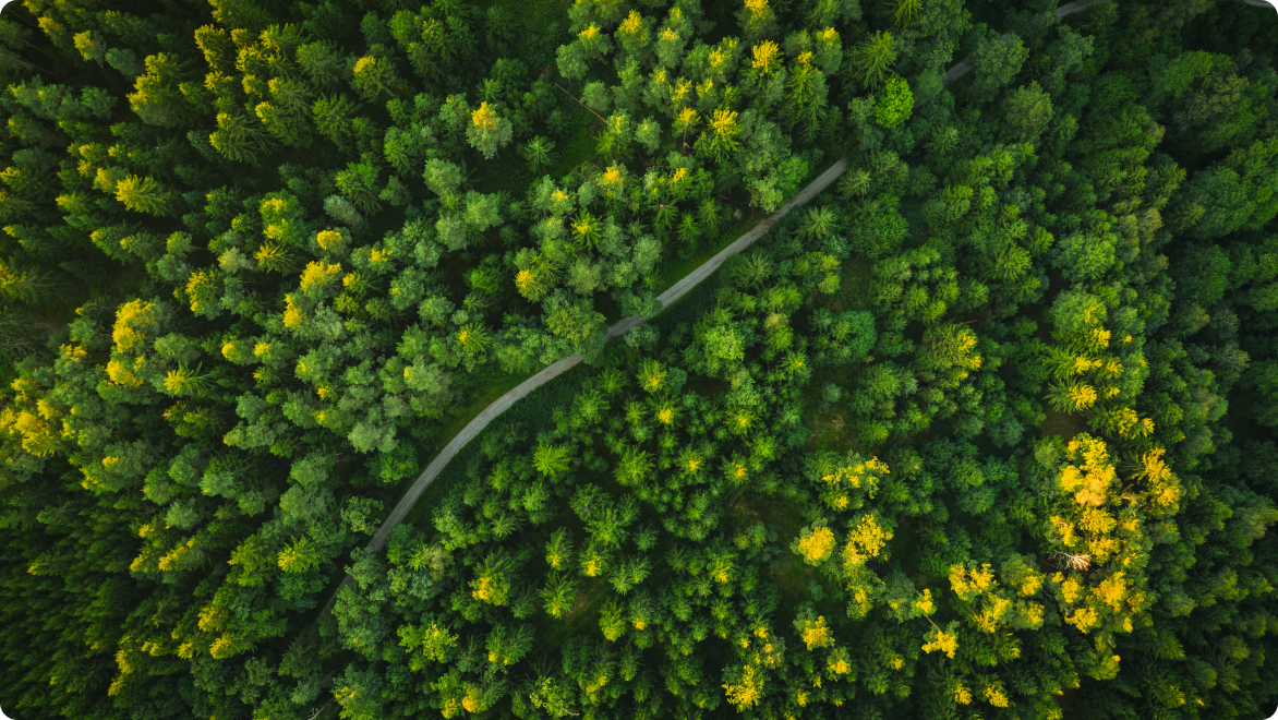Forest aerial view